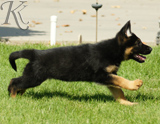 german shepherd puppies for sale