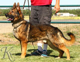 trained German Shepherd  dog for sale