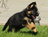 german shepherd puppies for sale