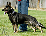 personal protection german shepherd dog for sale