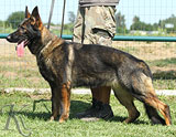 German Shepherd female Moli