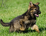 german shepherd puppy for sale