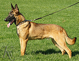 belgian malinois belgian malinois cross puppy for sale