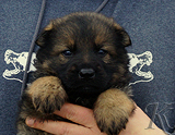 german shepherd puppy for sale