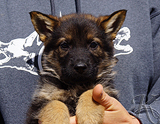 german shepherd puppy for sale