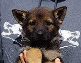 german shepherd puppy for sale