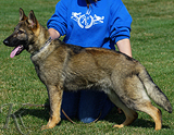 german shepherd puppy for sale