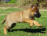 german shepherd puppy for sale