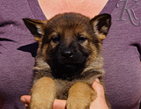 german shepherd puppy for sale