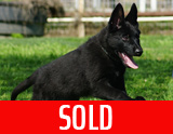 german shepherd puppy for sale