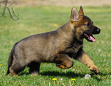 german shepherd puppy for sale