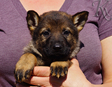 german shepherd puppy for sale