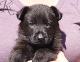 german shepherd puppy for sale