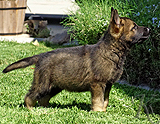 german shepherd puppy for sale