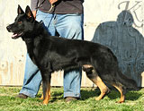 trained German Shepherd  dog for sale