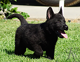 german shepherd puppy for sale