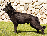 German Shepherd Nero