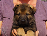 german shepherd puppy for sale