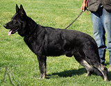 AKC registered trained personal protection german shepherd dog for sale