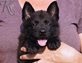 german shepherd puppy for sale