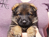 german shepherd puppy for sale