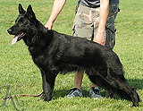 personal protection german shepherd dog for sale