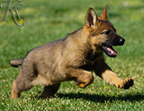 german shepherd puppy for sale