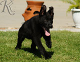 german shepherd puppies for sale