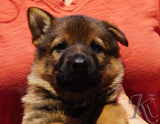 german shepherd puppy for sale