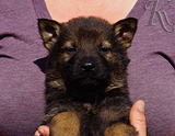 german shepherd puppy for sale