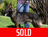 AKC registered trained personal protection german shepherd dog for sale