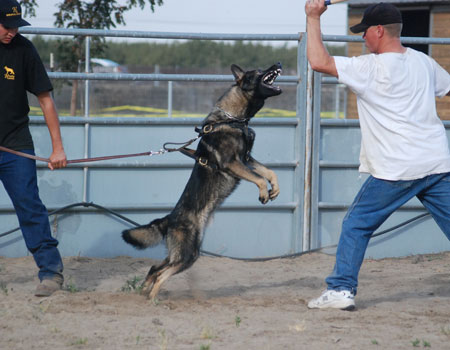 Personal protection dogs