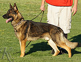 trained German Shepherd  dog for sale