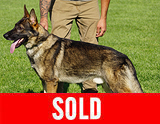 AKC registered trained personal protection german shepherd dog for sale