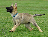 german shepherd puppy for sale