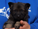 german shepherd puppy for sale