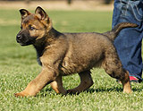 german shepherd puppies for sale