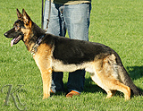 trained personal protection german shepherd dog for sale