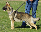 trained personal protection german shepherd dog for sale