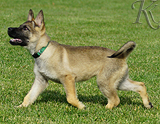 german shepherd puppy for sale