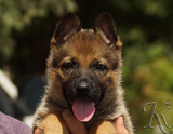 german shepherd puppy for sale