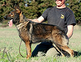 German Shepherd  Ojda