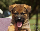 german shepherd puppy for sale