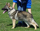 german shepherd puppy for sale