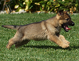 german shepherd puppy for sale