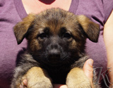 german shepherd puppy for sale