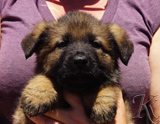 german shepherd puppy for sale