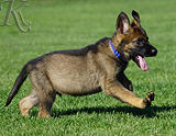 german shepherd puppy for sale