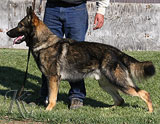 trained German Shepherd  dog for sale