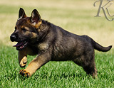 german shepherd puppy for sale